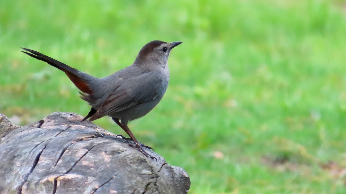 Gray Catbird - ML637970854