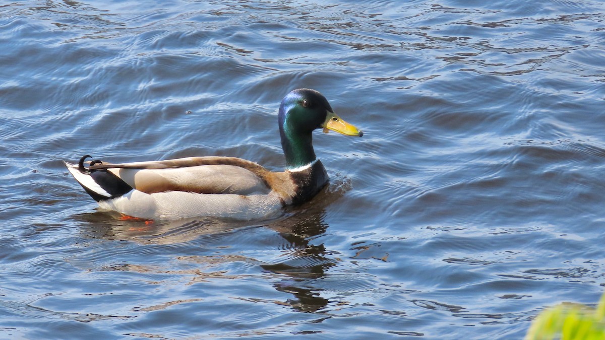 Mallard - ML637970870