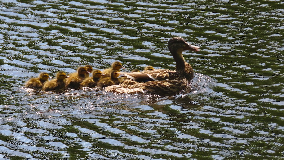 Mallard - ML637970871