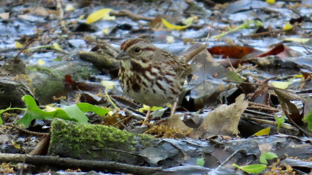 Song Sparrow - ML637970881