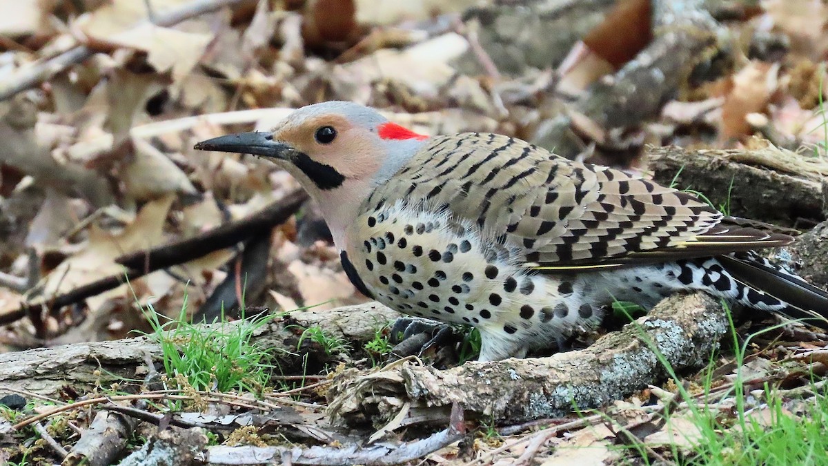 Northern Flicker - ML637970922