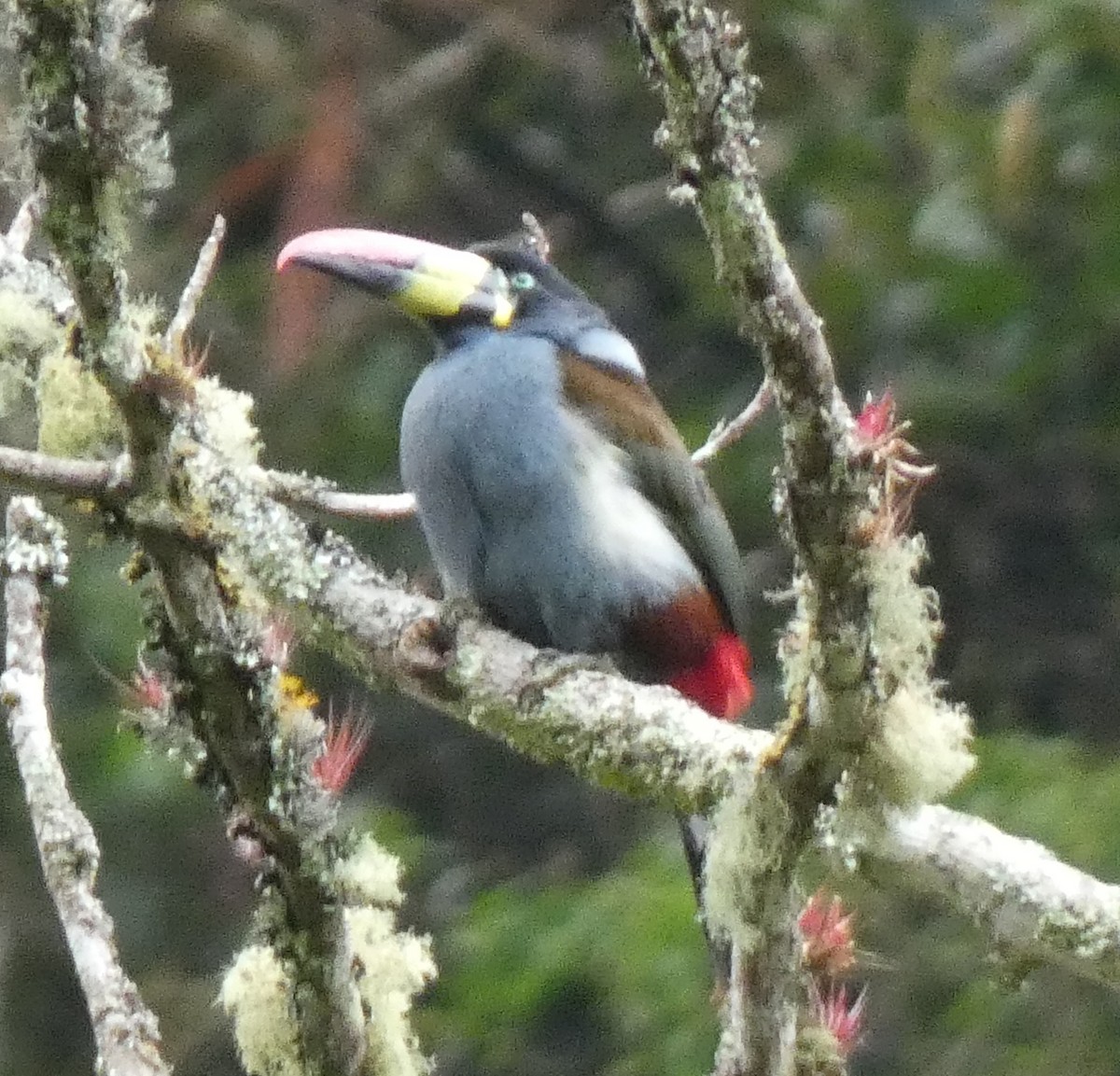 Gray-breasted Mountain-Toucan - ML637970929