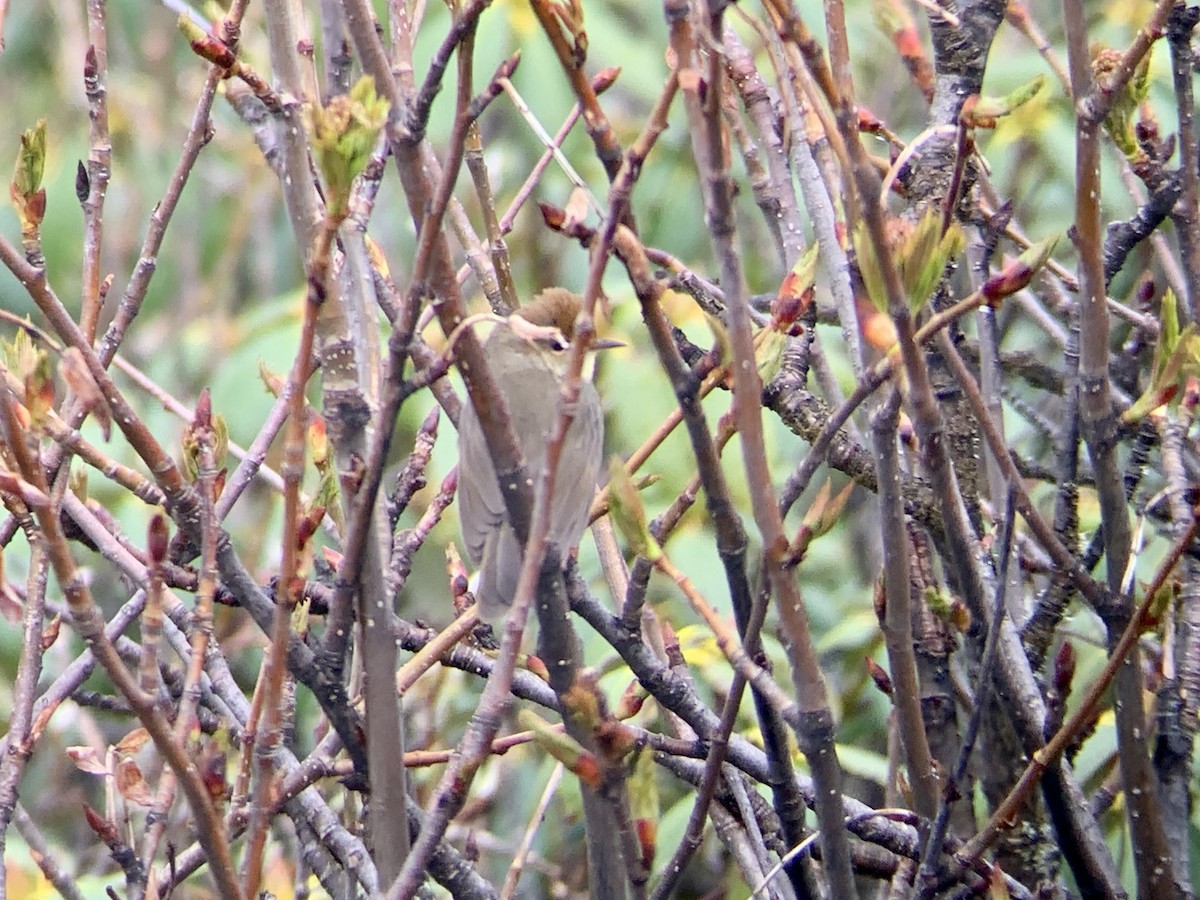 Chestnut-crowned Bush Warbler - ML637970940