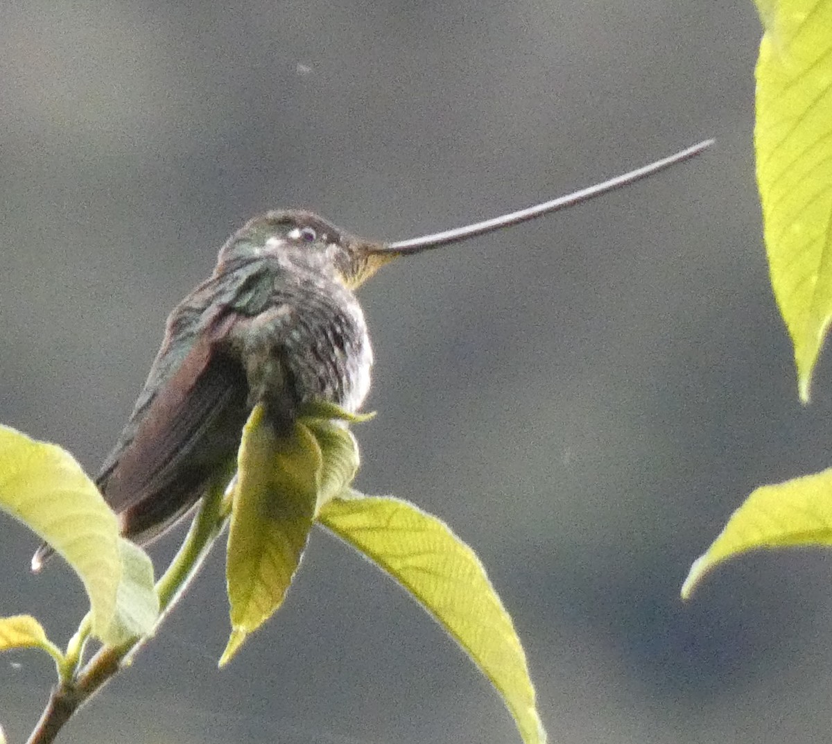 Sword-billed Hummingbird - ML637970946