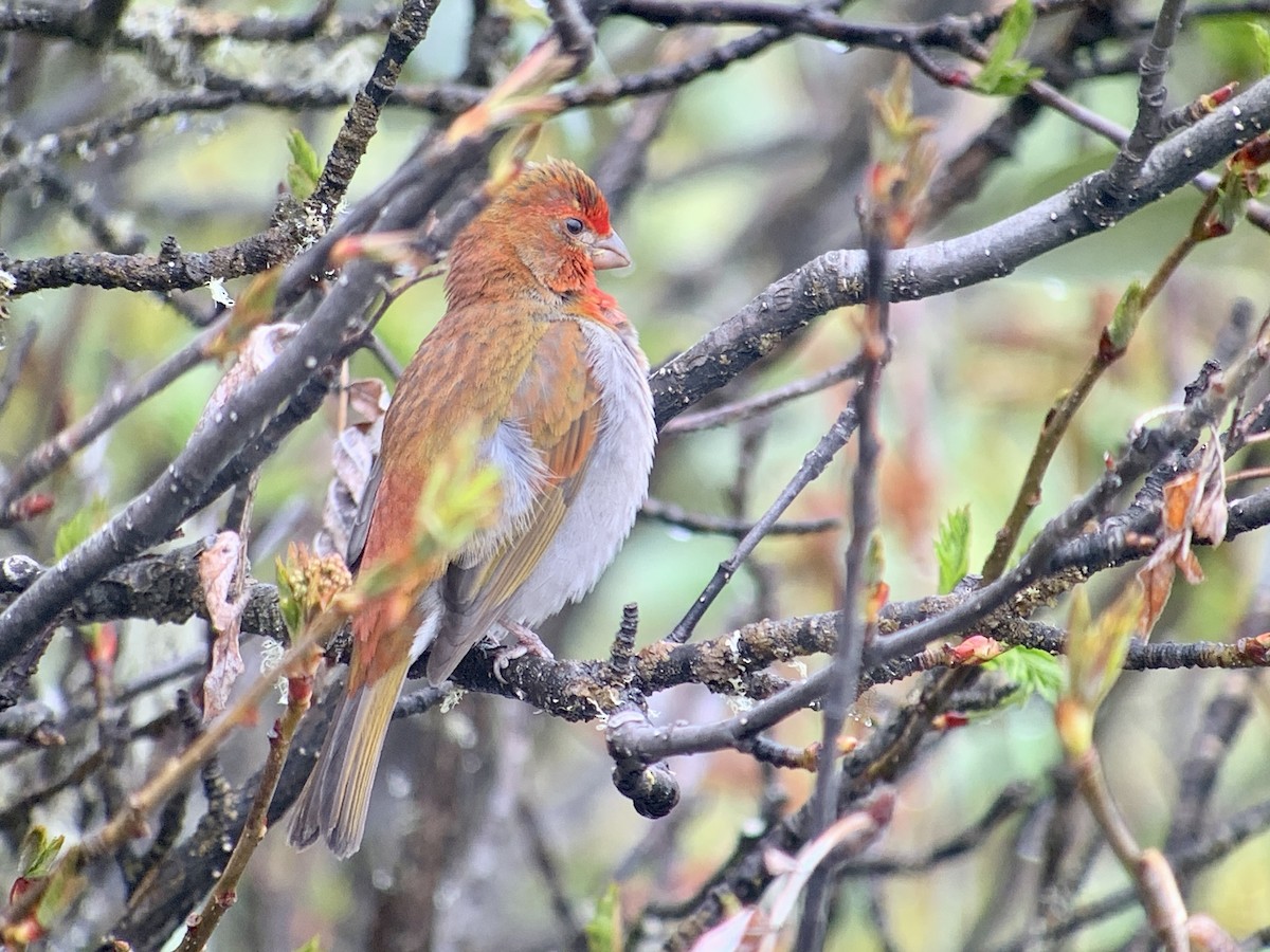 Crimson-browed Finch - ML637970947