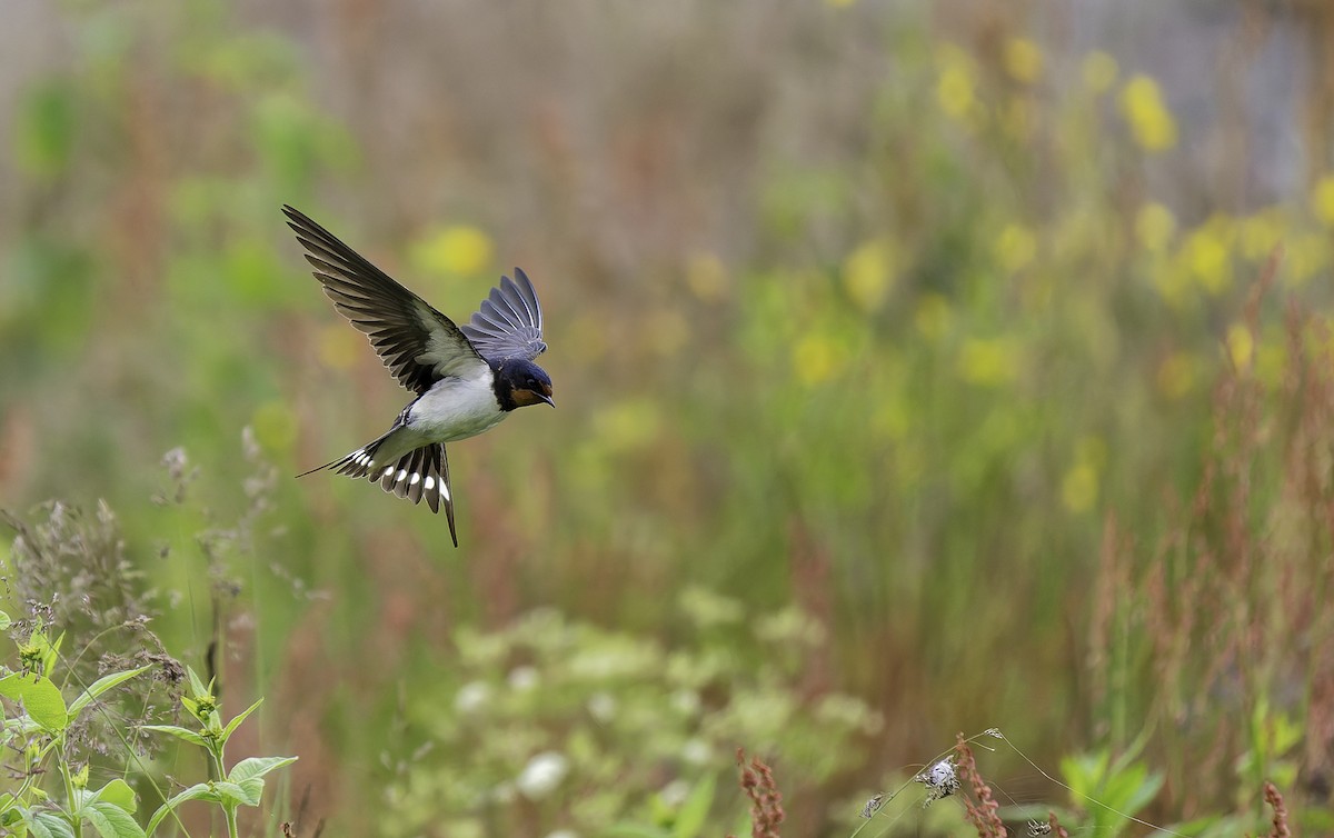 Golondrina Común - ML637970953