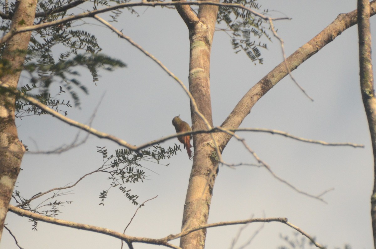 Olivaceous Woodcreeper - ML637971018