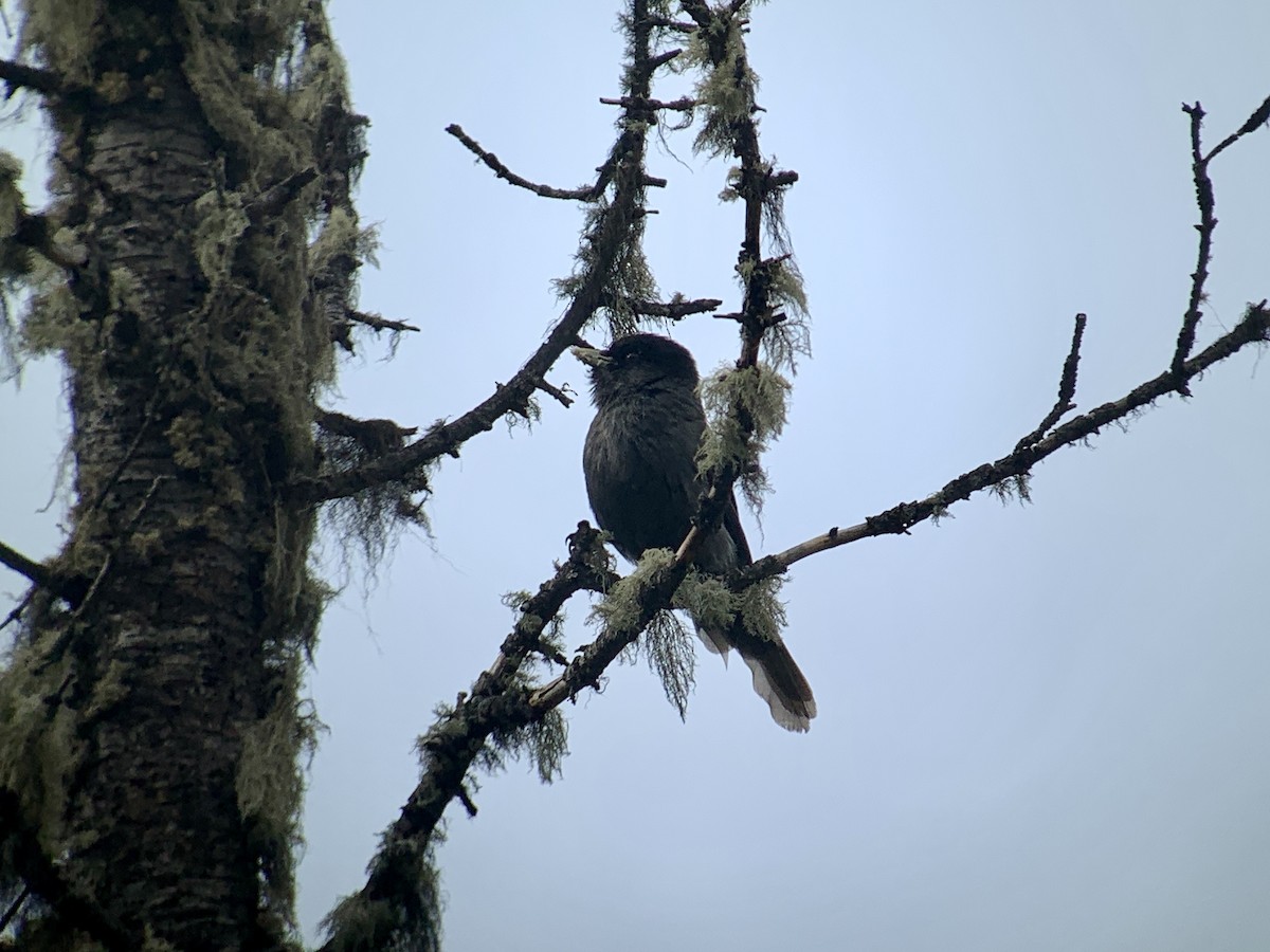 Sichuan Jay - ML637971052