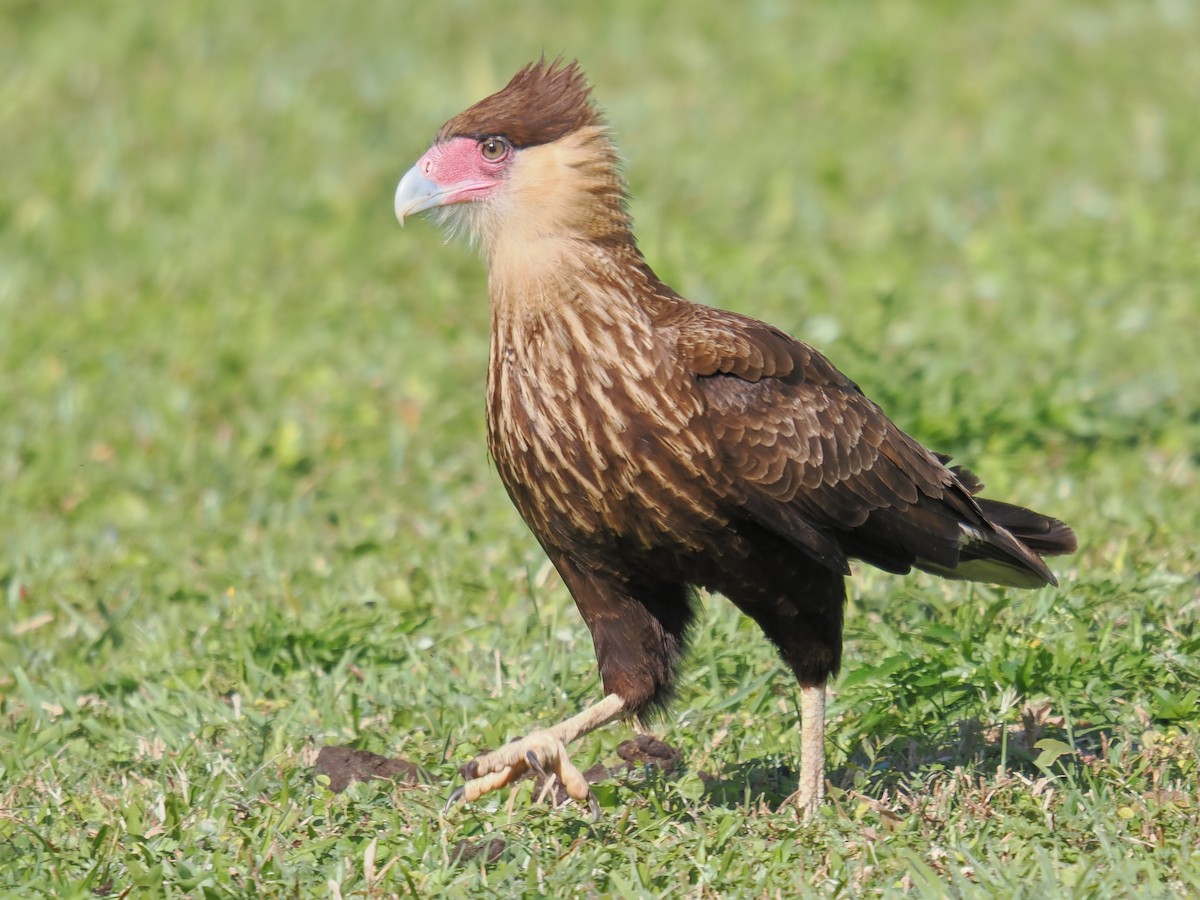Crested Caracara (Southern) - ML637971077
