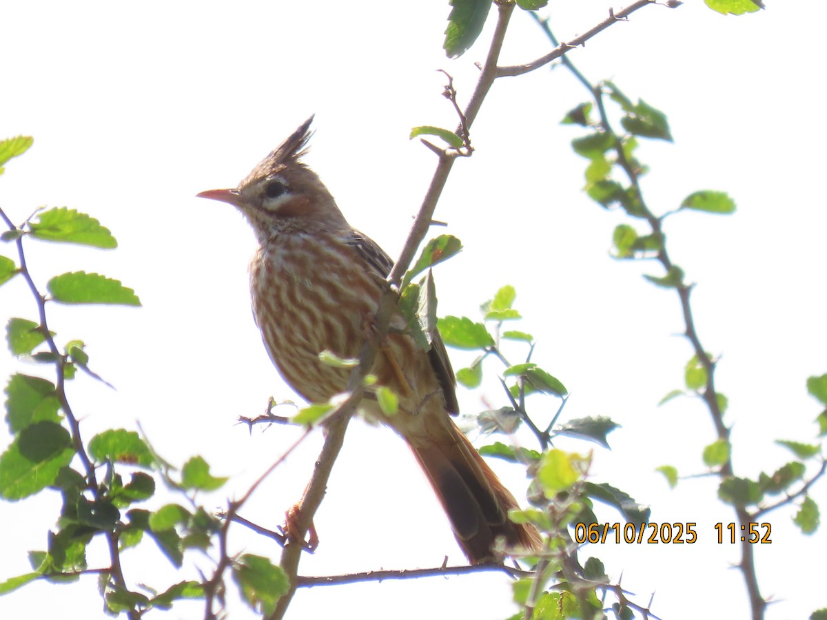 Chacobuschläufer - ML637971079
