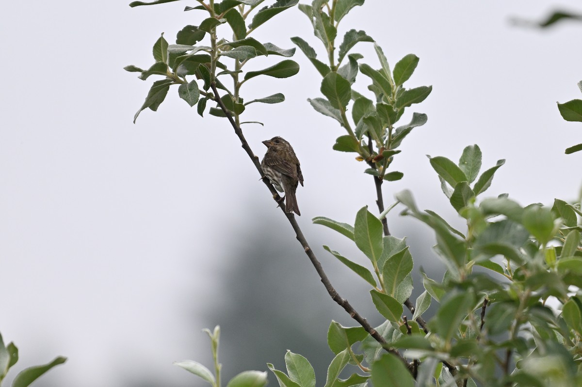 Purple Finch - ML637971087