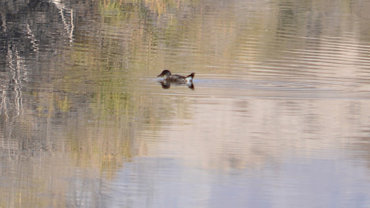 Andean Duck - ML637971088