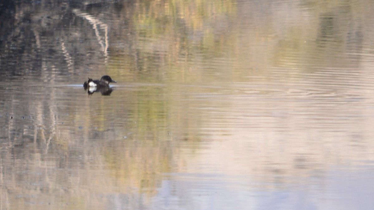 Andean Duck - ML637971090