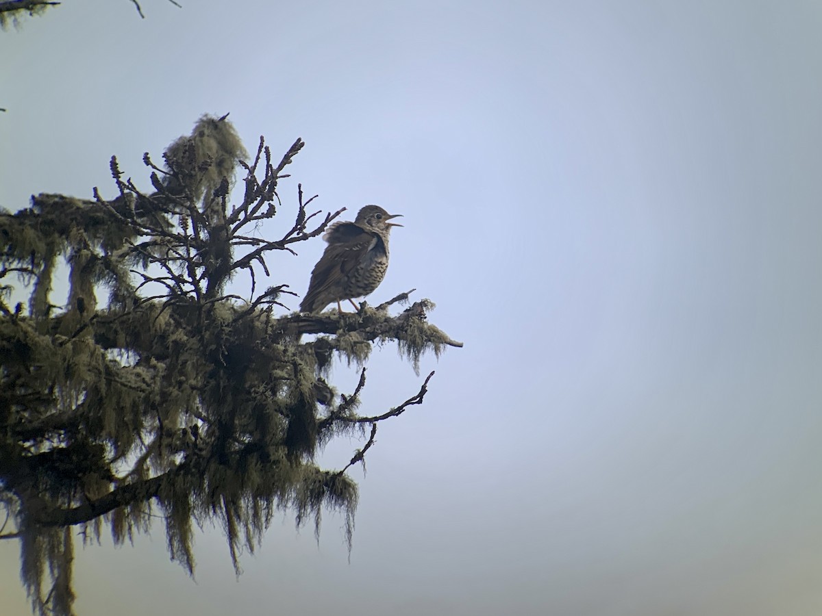 Long-tailed Thrush - ML637971117