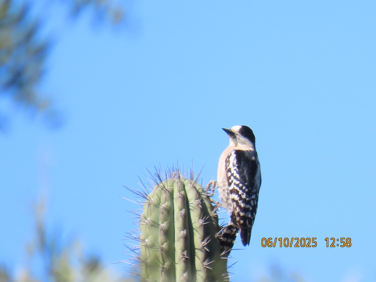 White-fronted Woodpecker - ML637971131