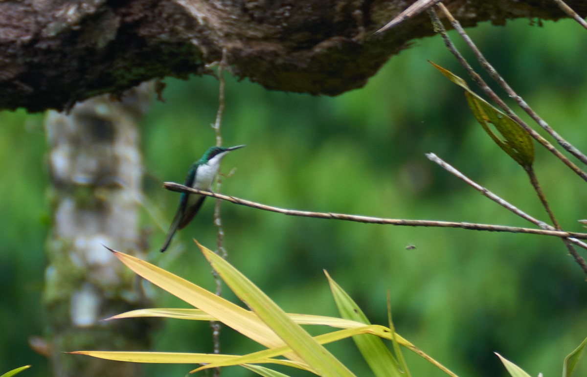 Black-eared Fairy - ML637971133
