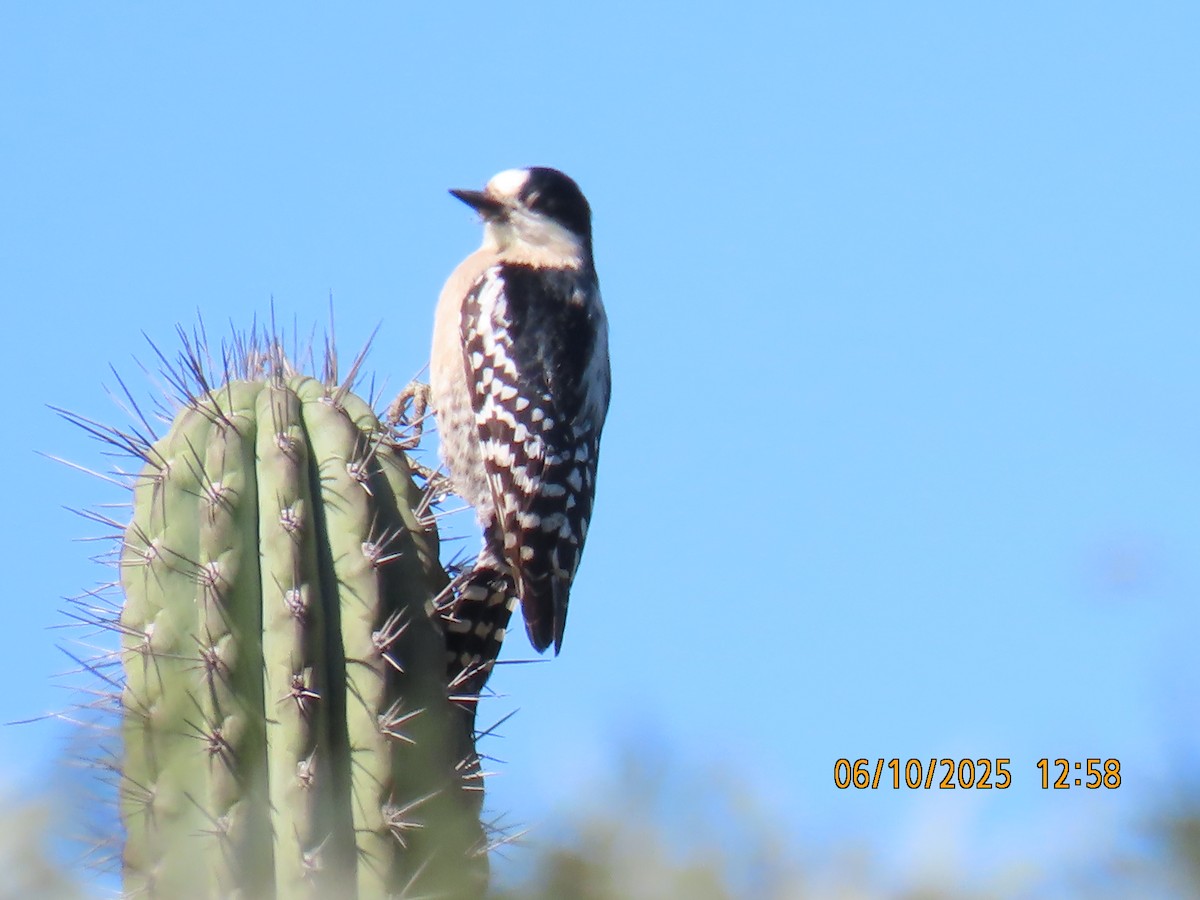 White-fronted Woodpecker - ML637971134