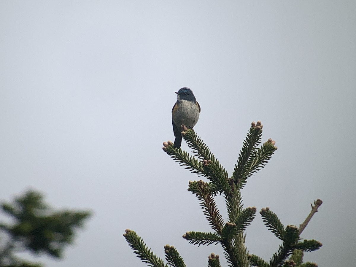 Himalayan Bluetail - ML637971135