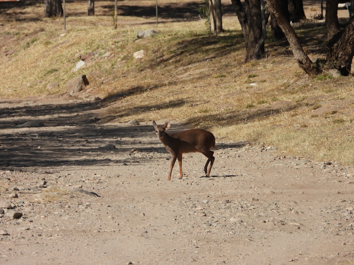 South American Brown Brocket - ML637971137