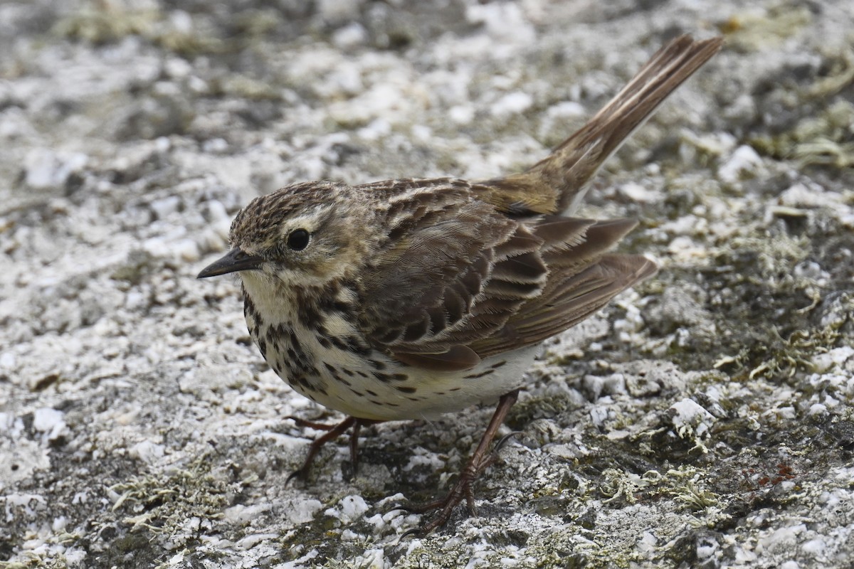 Meadow Pipit - ML637971143