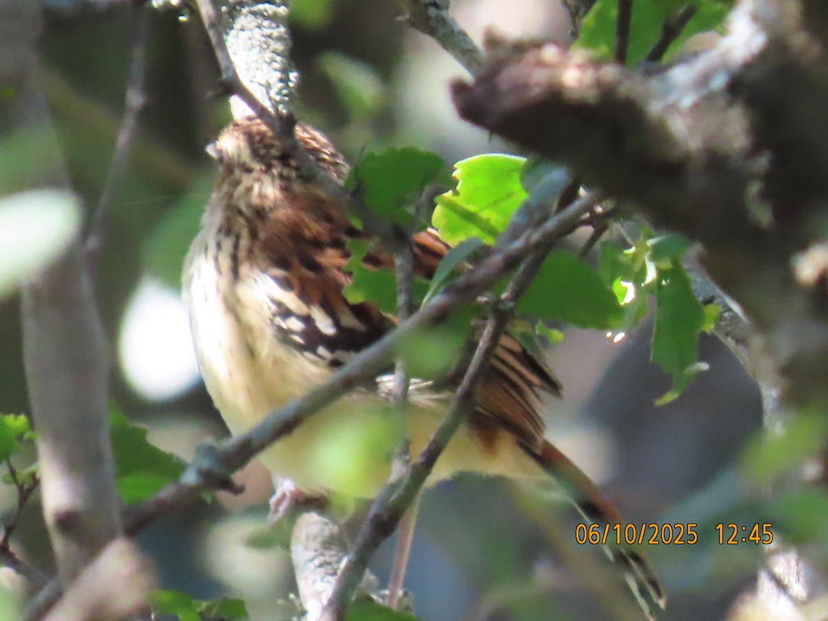 Stripe-backed Antbird - ML637971145
