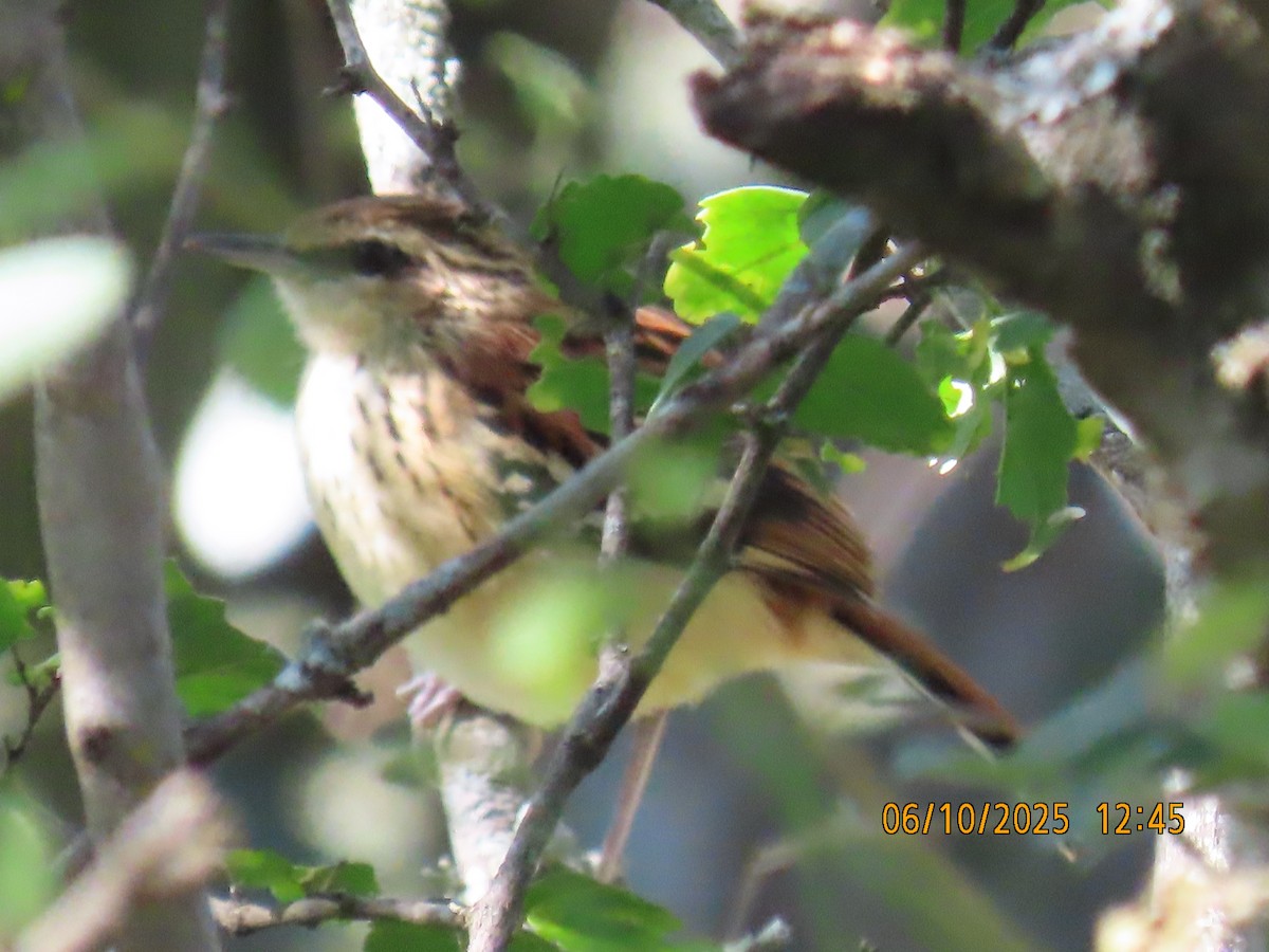 Stripe-backed Antbird - ML637971151