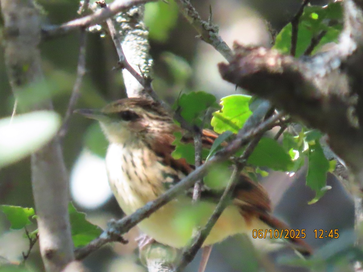 Stripe-backed Antbird - ML637971154
