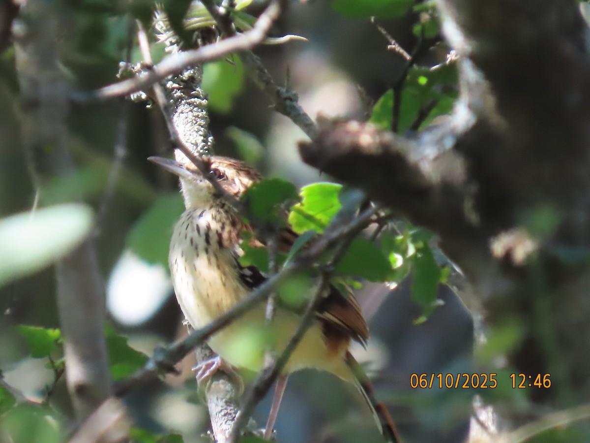 Stripe-backed Antbird - ML637971164