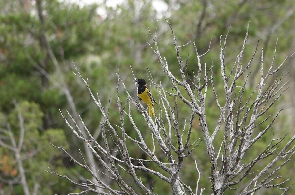 Scott's Oriole - ML637971185