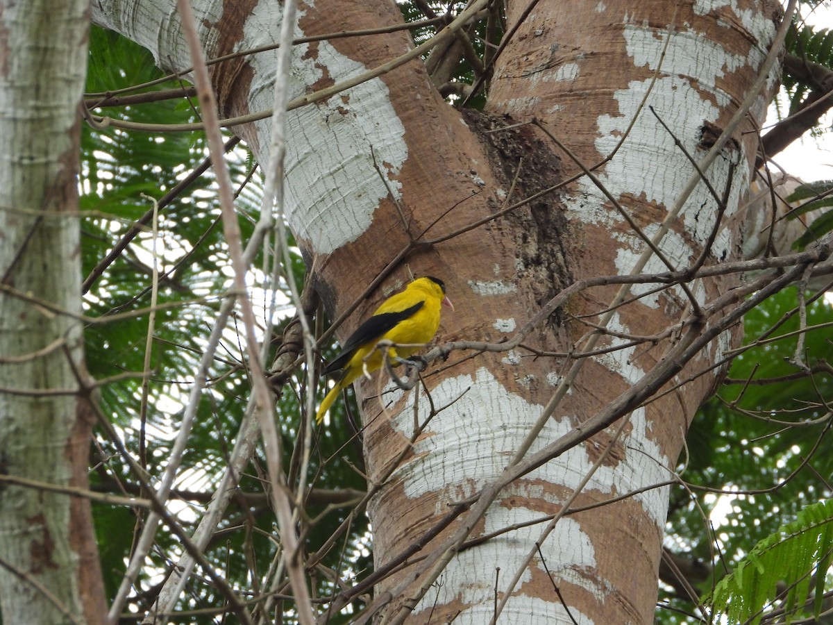 Black-naped Oriole - ML637971201