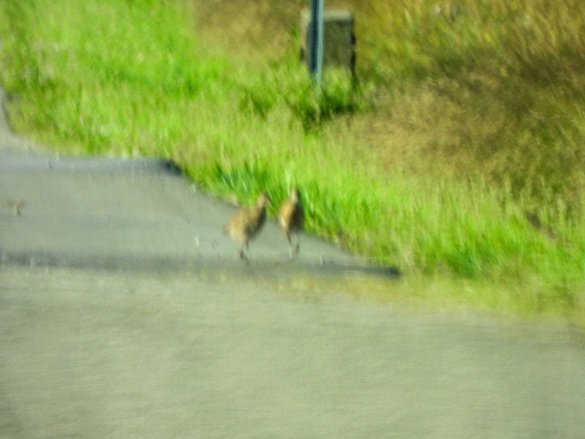 環頸雉 - ML637971214