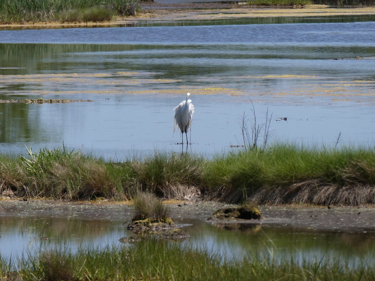 Great Egret - ML637971233