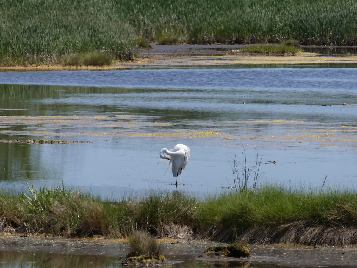Great Egret - ML637971234