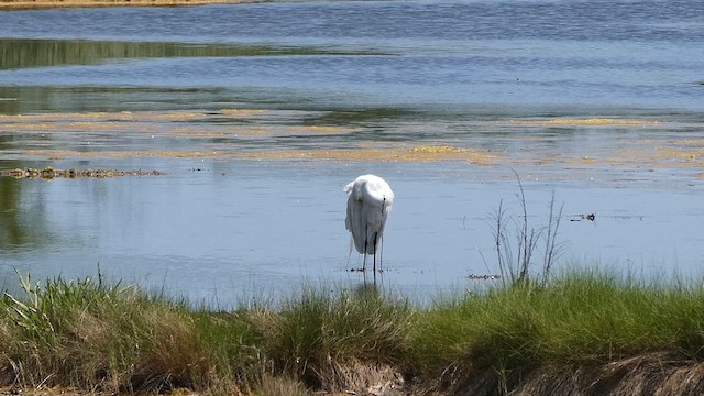 Great Egret - ML637971236