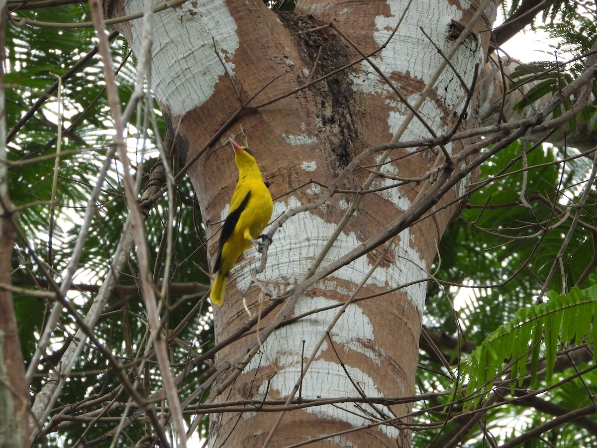 Black-naped Oriole - ML637971238