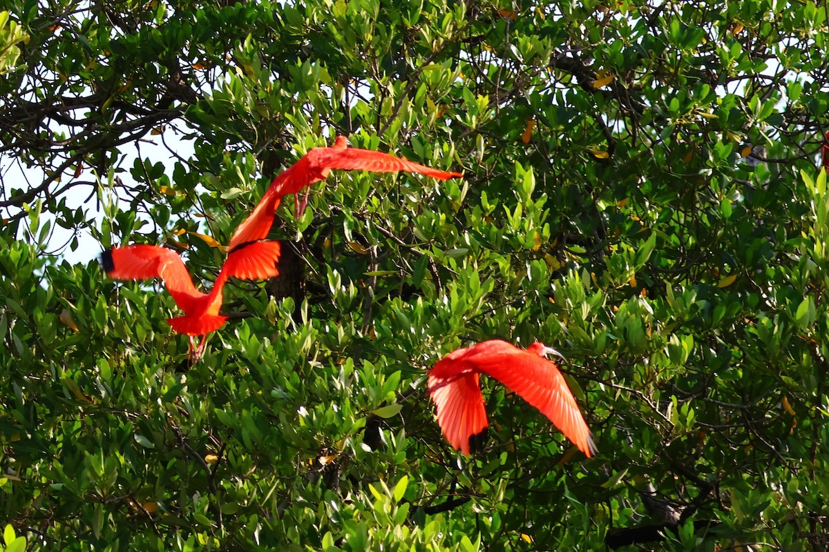 ibis rudý - ML637971247