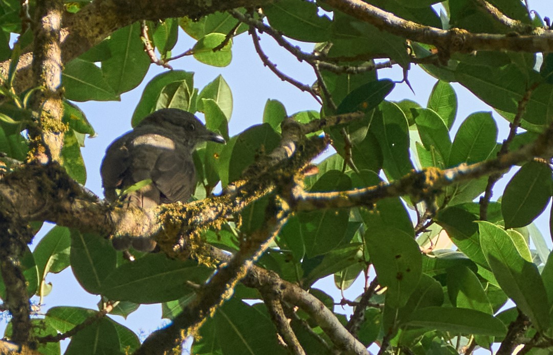 Screaming Piha - ML637971251