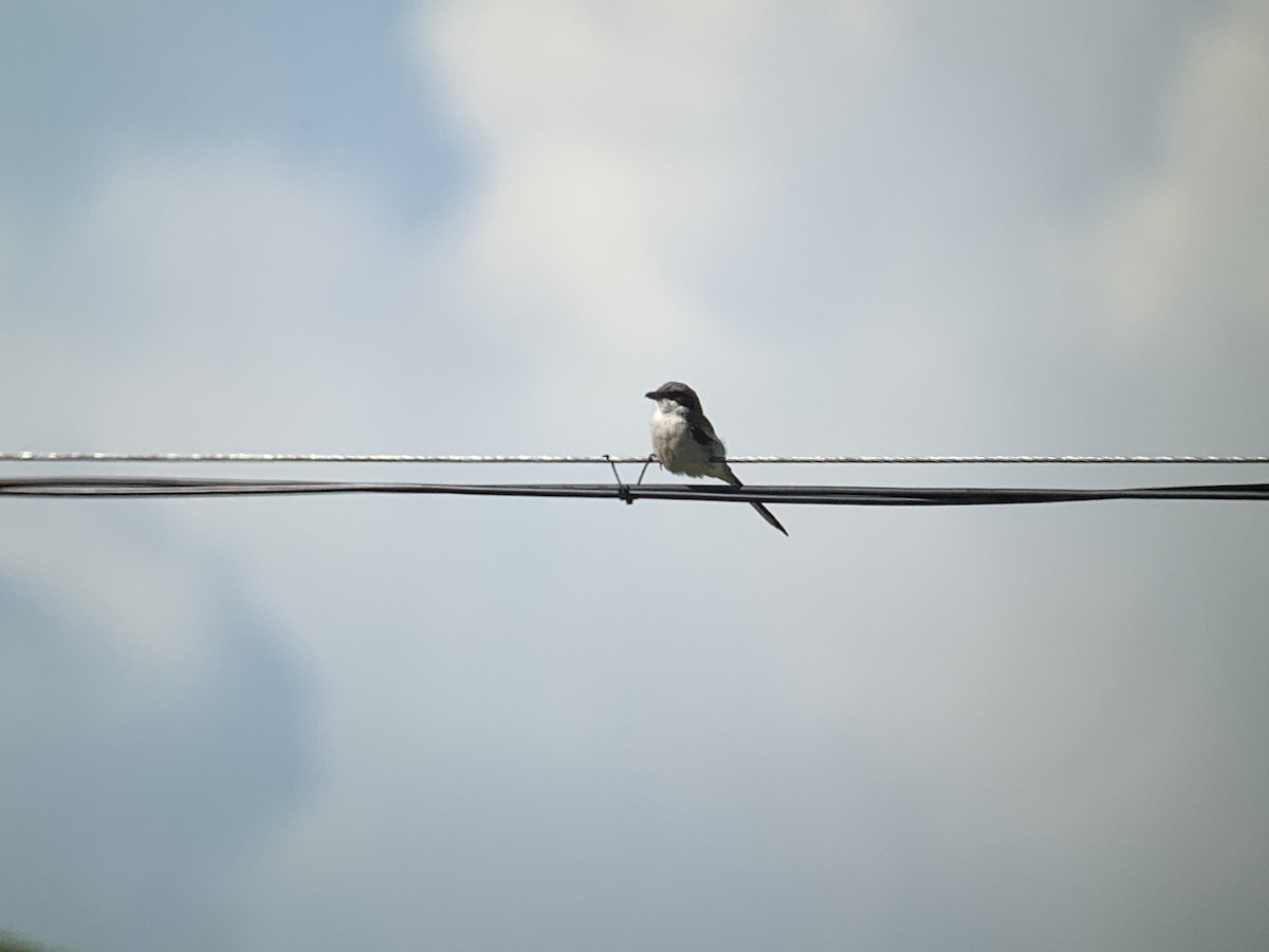 Giant Shrike - ML637971257