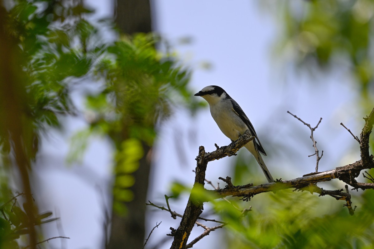 Ashy Minivet - ML637971265