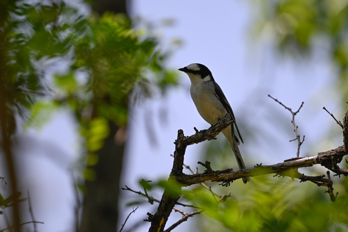Ashy Minivet - ML637971267