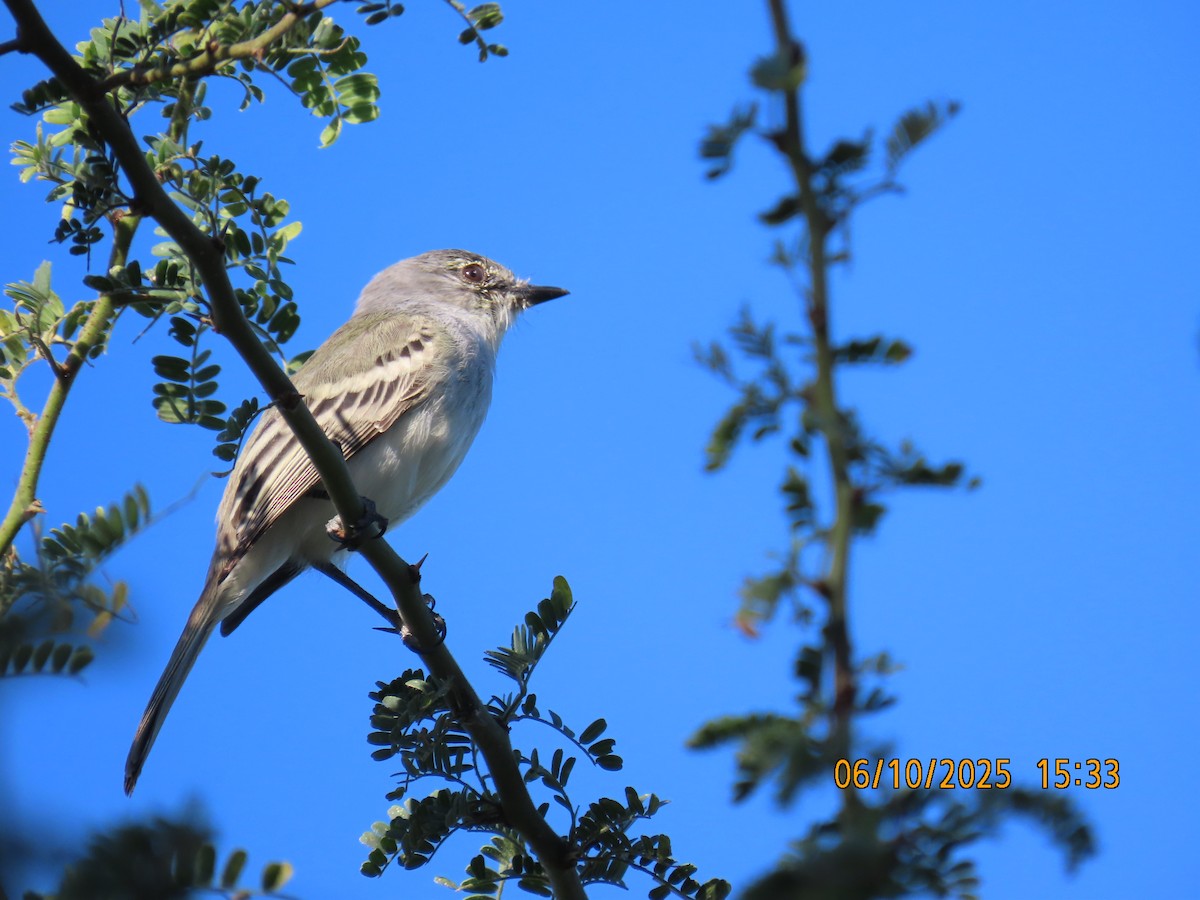 Suiriri Flycatcher - ML637971274
