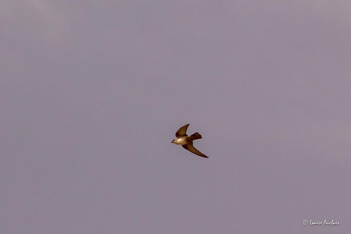 Pale Crag-Martin - ML637971278