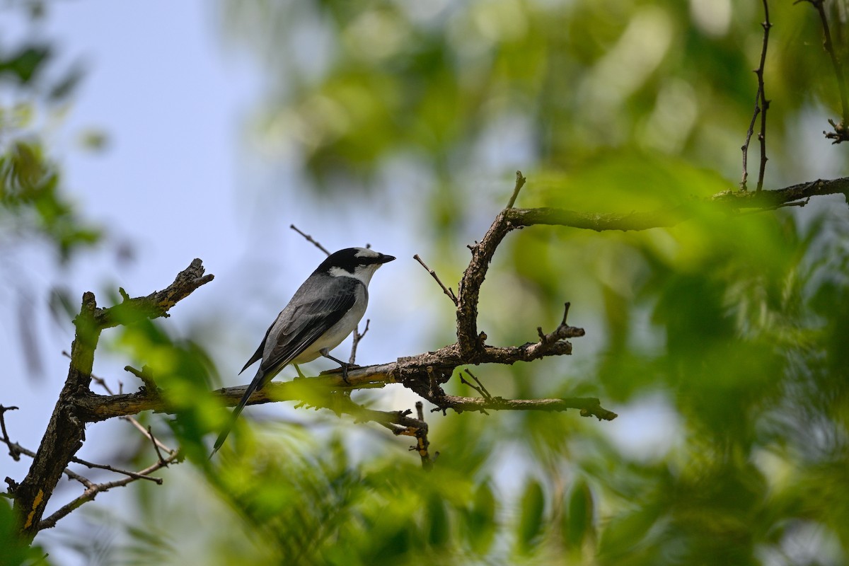 Ashy Minivet - ML637971285