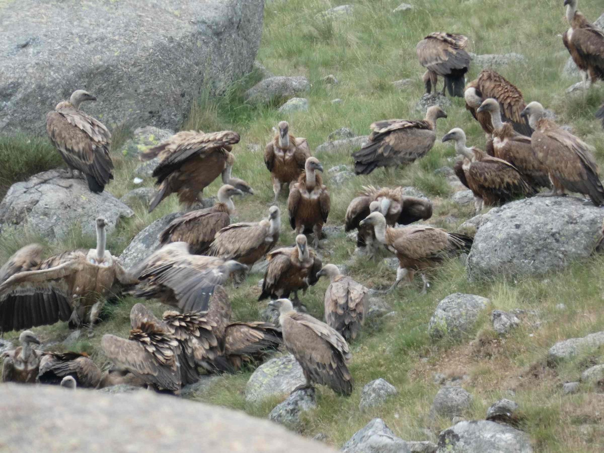 Eurasian Griffon - ML637971310