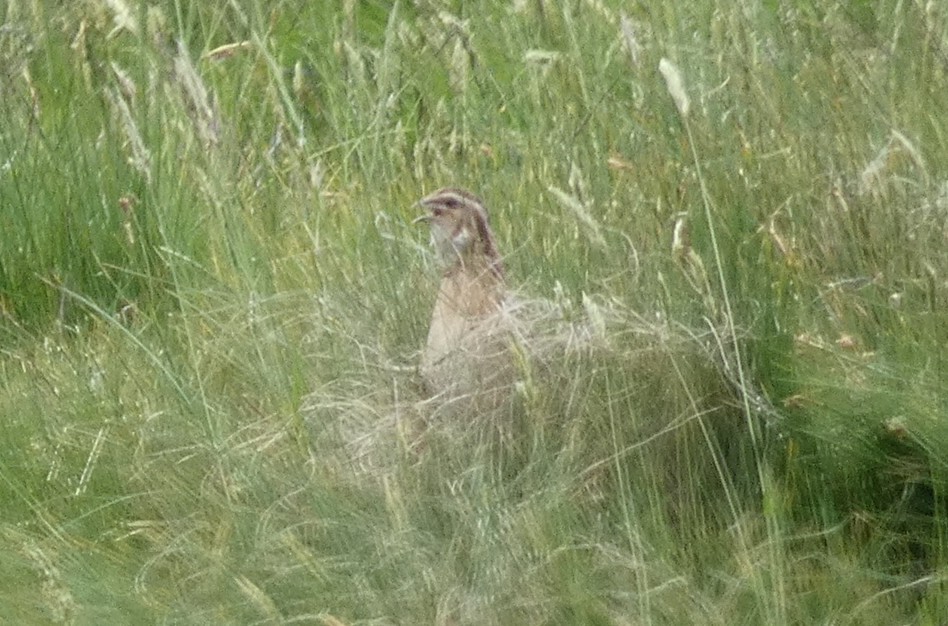 Common Quail - ML637971320