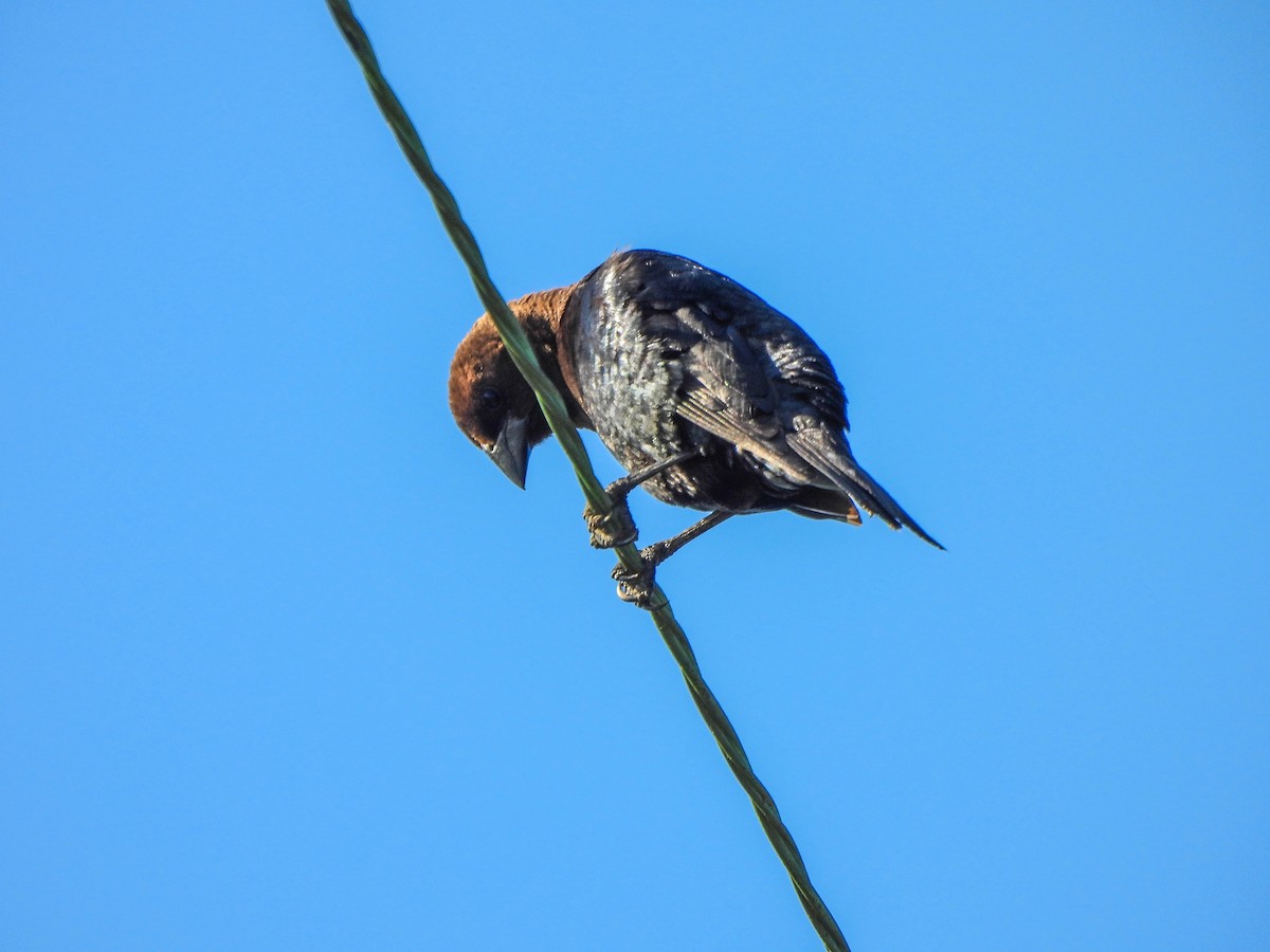 Brown-headed Cowbird - ML637971349