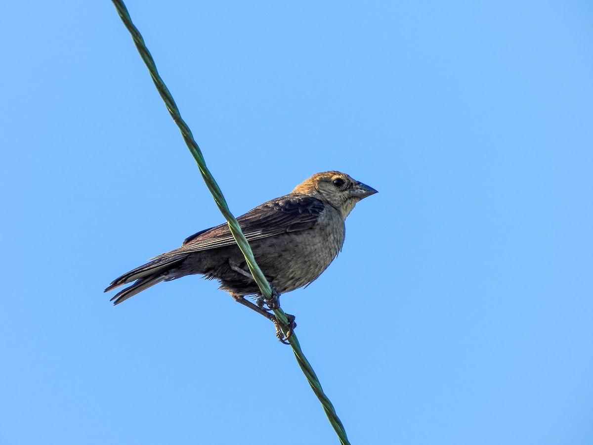 Brown-headed Cowbird - ML637971350