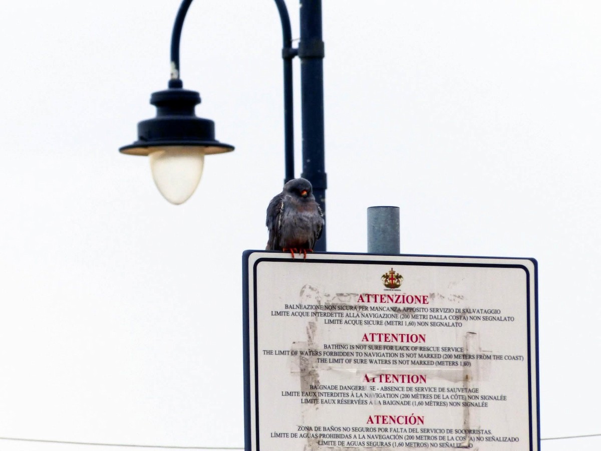 Red-footed Falcon - ML637971351