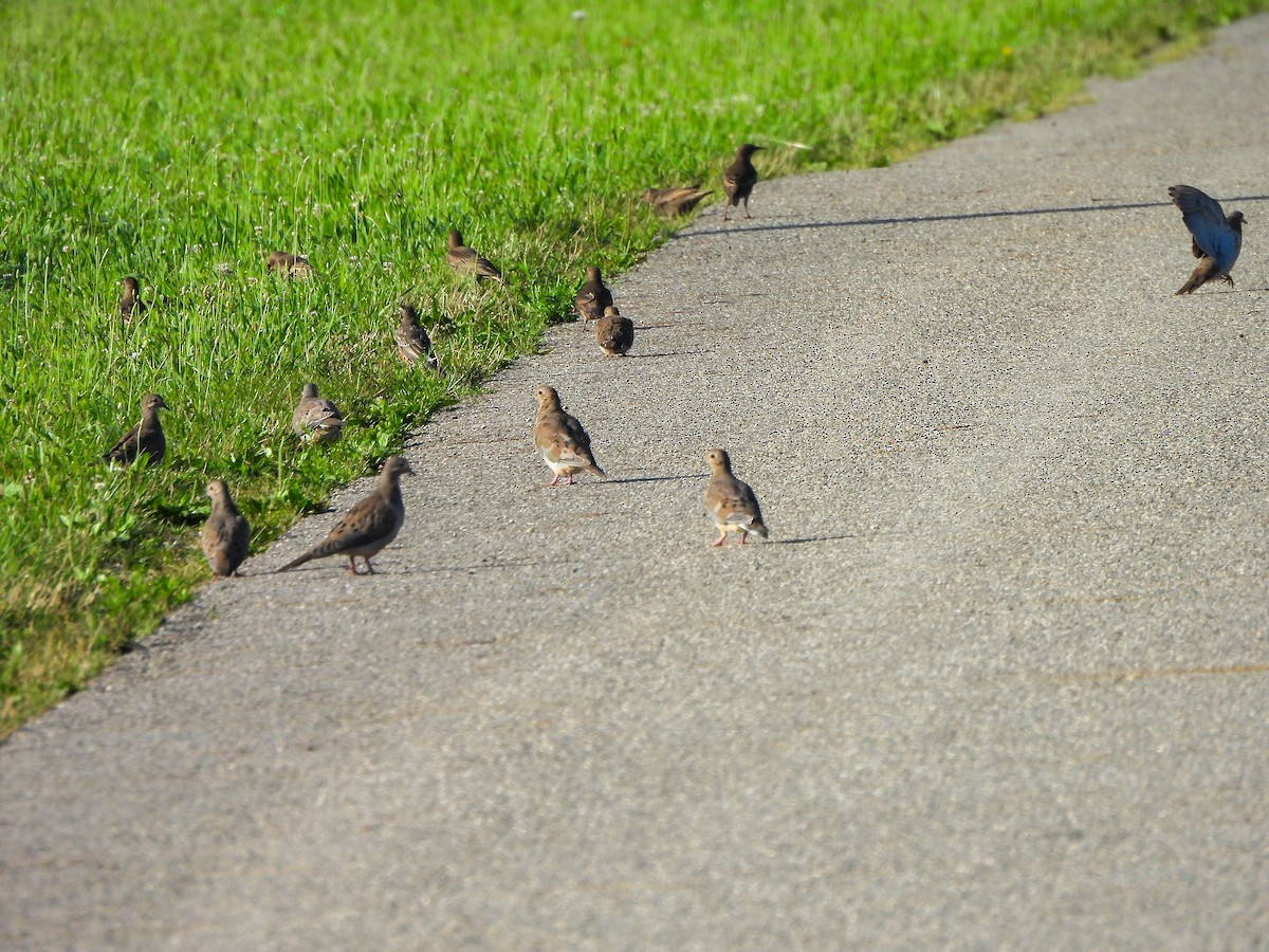 Mourning Dove - ML637971361