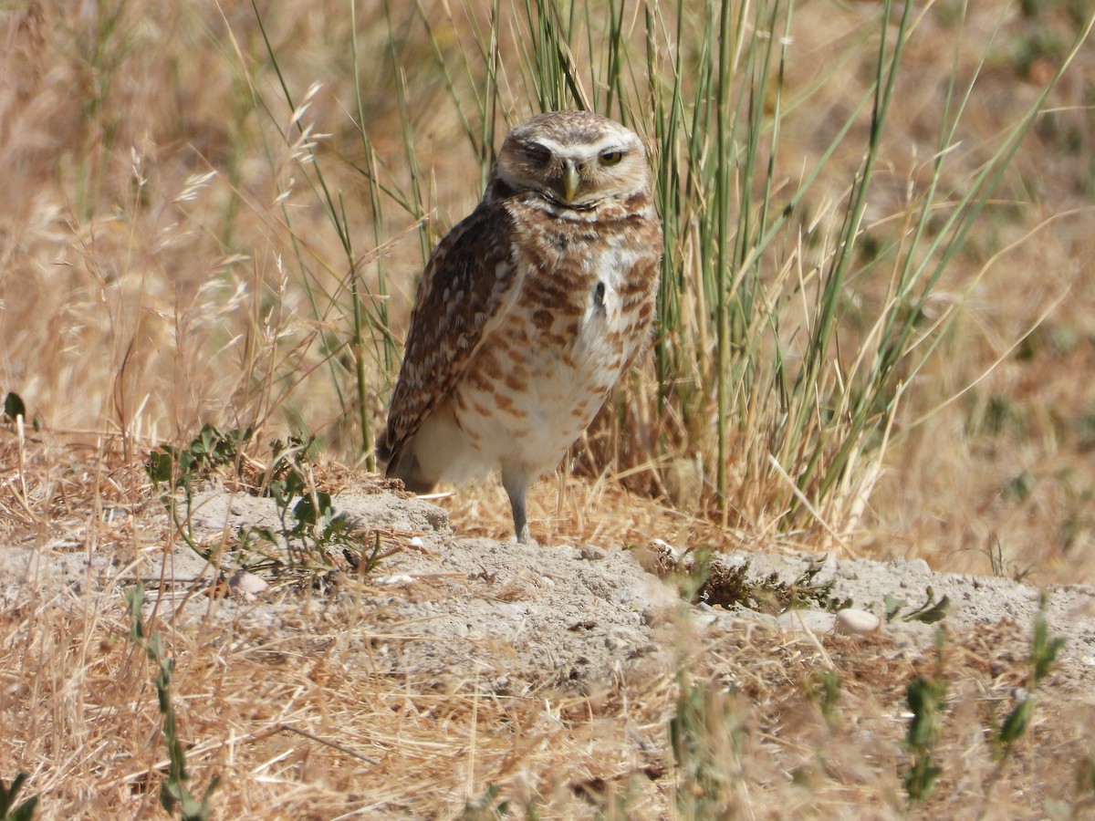Burrowing Owl - ML637971382